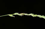 Roan Mountain sedge